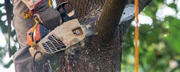 Best Tree Risk Assessment  in Greenfield, IA