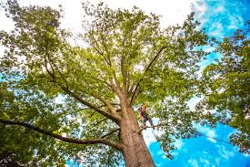 How Our Tree Care Process Works  in  Greenfield, IA