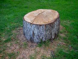 Best Storm Damage Tree Cleanup  in Greenfield, IA