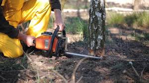 Best Tree Removal  in Greenfield, IA
