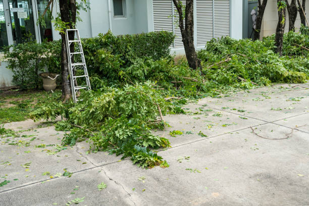 Best Tree Maintenance Programs  in Greenfield, IA