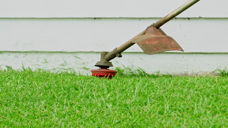 Best Tree Cabling and Bracing  in Greenfield, IA