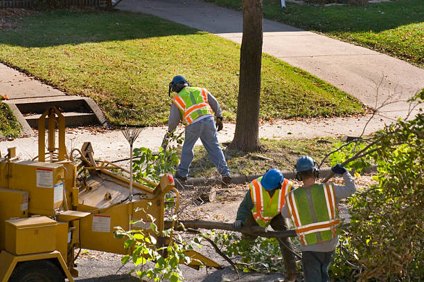 Best Tree Health Inspection  in Greenfield, IA